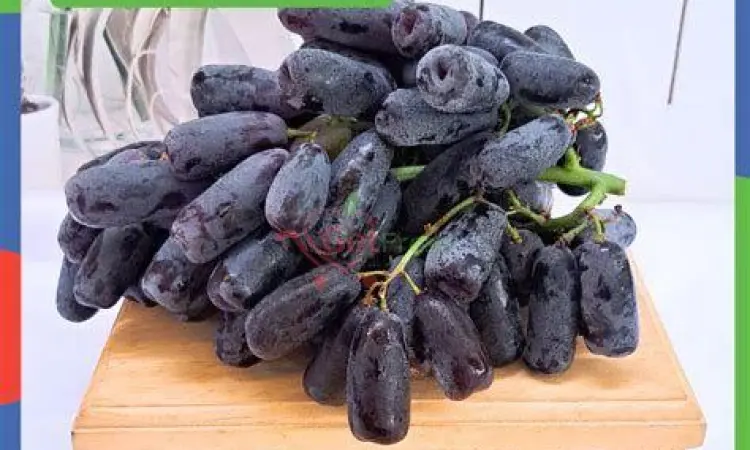 Tampilan dekat buah anggur Sweet Sapphire yang berwarna ungu gelap