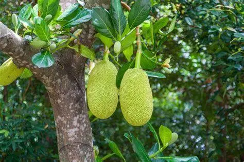 Karakteristik Pohon Moraceae Perbedaan pohon dan daun cempedak vs nangka