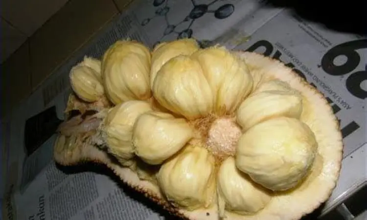 Daging Buah Cempedak Tekstur daging buah cempedak yang kuning oranye