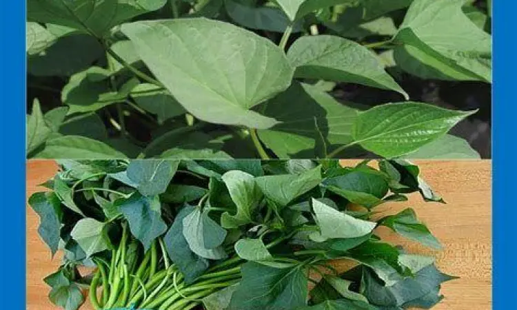 Daun ubi jalar segar di pasar tradisional