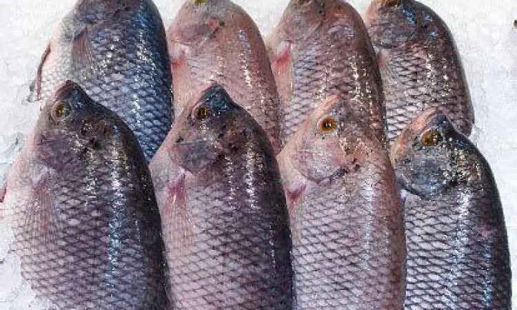 Ikan gurame segar yang sudah dibersihkan