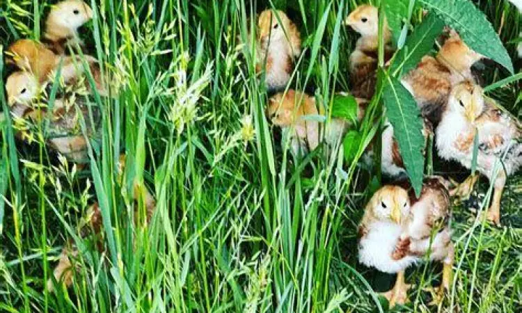 Pakan ayam kaya karotenoid