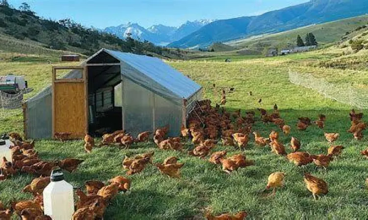 Ayam bebas di padang rumput