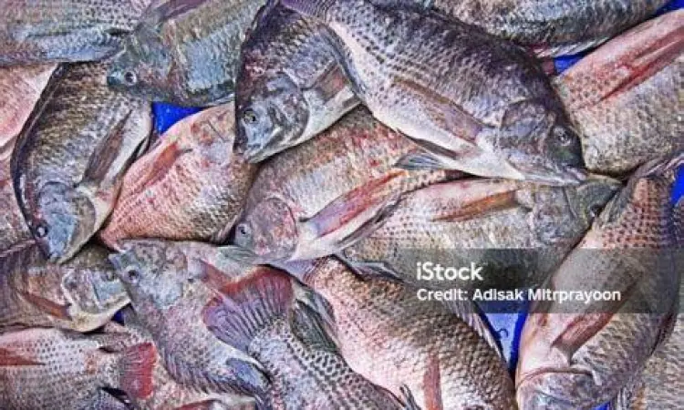 Memilih ikan nila segar untuk dibakar