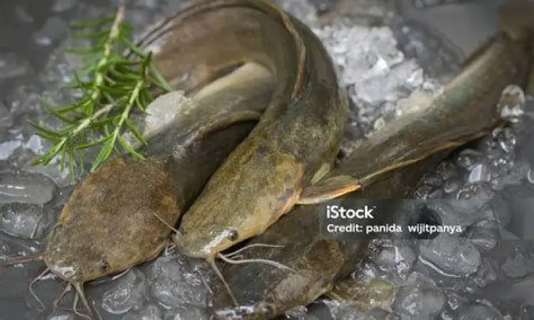 Cara memilih ikan lele segar untuk dimasak